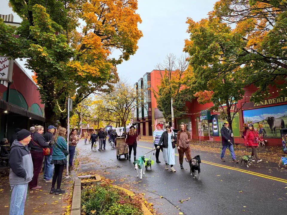 A group of people in costumes walking their dogs, also in costume down a street as people look on. The group in front is dressed as characters from Peter Pan.