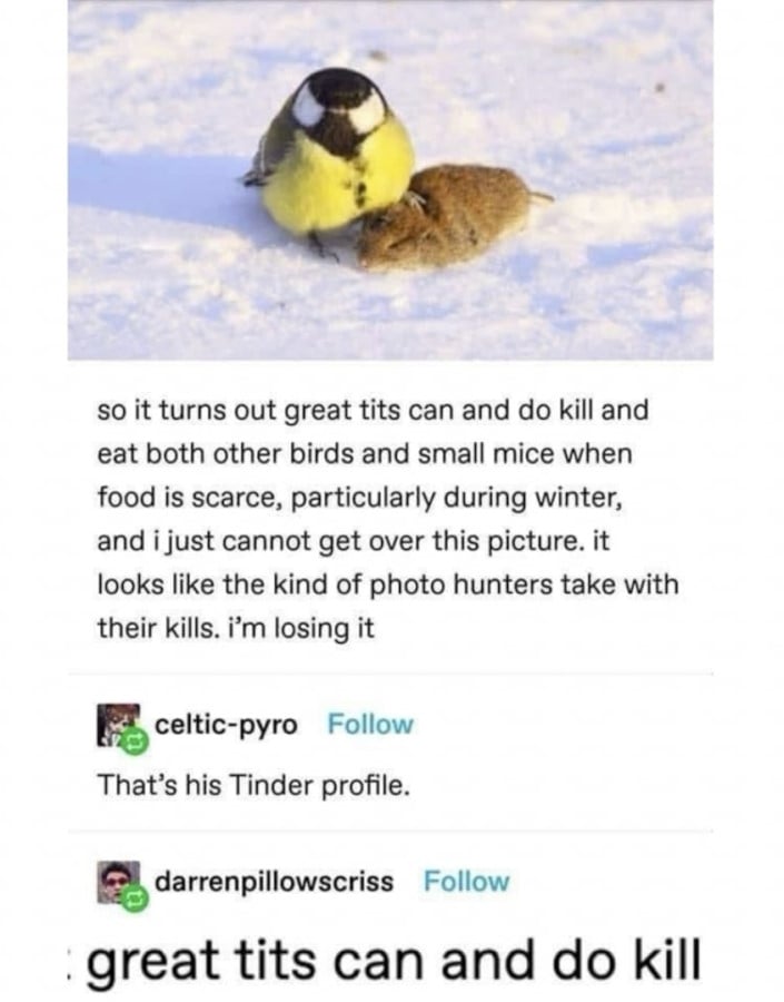 tumblr screenshot. At the top of the image is a great tit - a small bird with a black and white head and a bright yellow chest - standing in the snow with one foot pressing down on a brown mouse that it has killed. Text beneath the photo reads: "so it turns out great tits can and do kill and eat both other birds and small mice when food is scarce, particularly during winder, and i just cannot get over this picture. it looks like the kind of photo hunters take with their kills. i'm losing it" Reply beneath from celtic-pyro reads "That's his Tinder profile" Reply beneath that from darrenpilloscriss is an enlarged screenshoot of the text "great tits can and do kill"