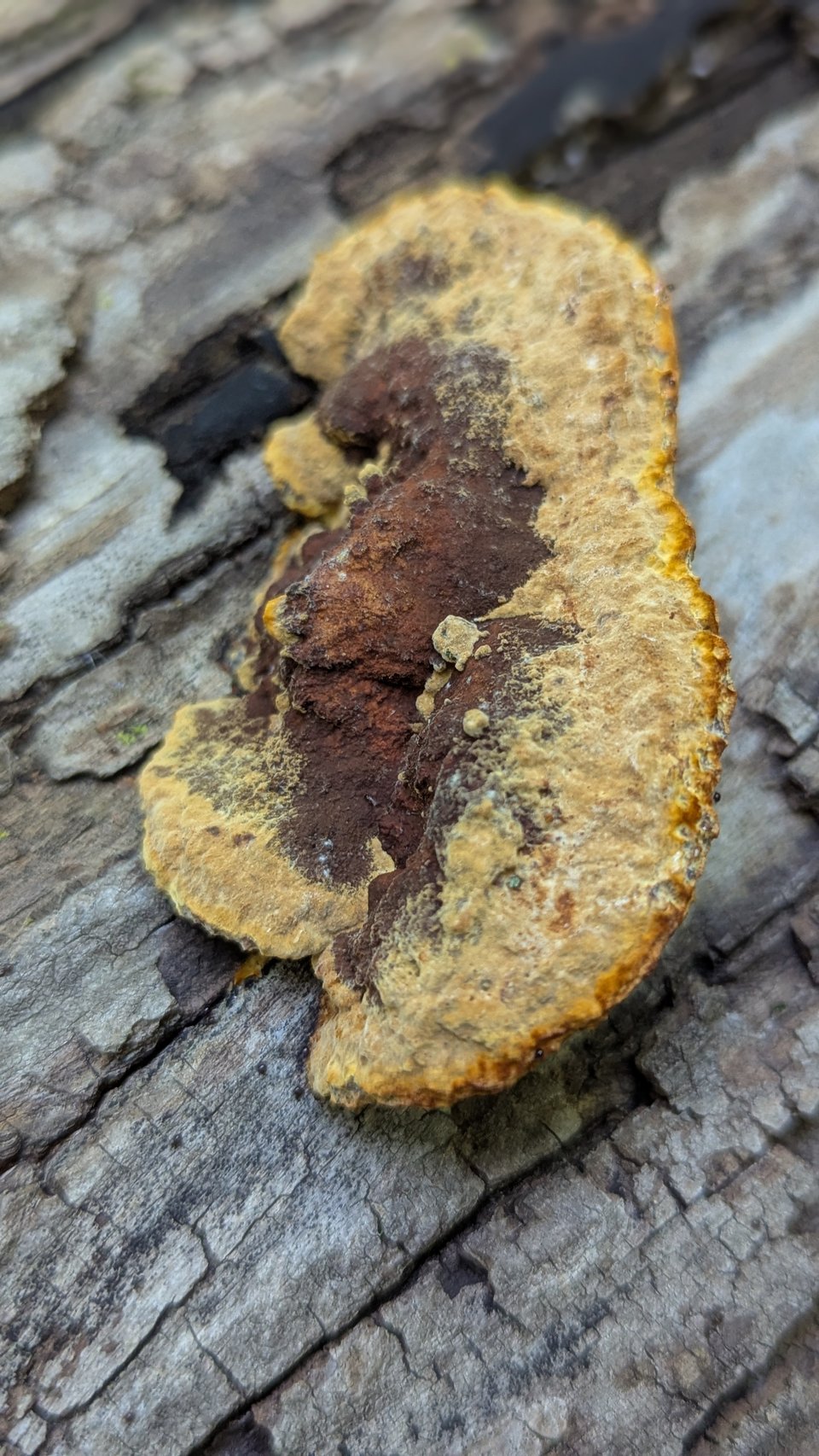A yellow and rust colored shelf mushroom growing out of a log.