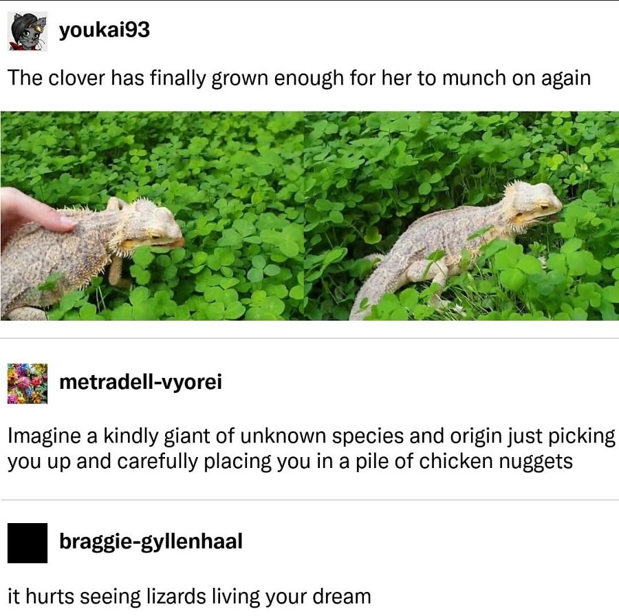 tumblr post from youkai93
The clover has finally grown enough for her to munch again.
[Beneath is 2 photos side by side of a spiky lizard (a bearded dragon?) amongst some bright green clover]
Reply from metradell-vyorei
Imagine a kindly giant of unknown species and origin just picking you up and carefully placing you in a pile of chicken nuggets
reply from braggie-gyllenhaal
it hurts seeing lizards living your dream