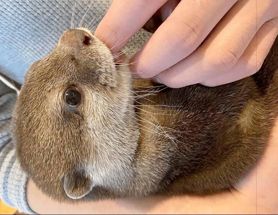 A cute otter