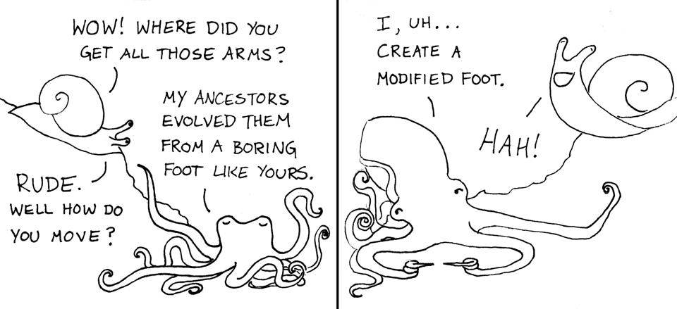 A simply drawn two-panel comic of a snail and octopus. In the first panel, the snail says, "Wow! Where did you get all those arms?" The octopus, looking smug, answers, "My ancestors evolved them from a boring foot like yours." The snail responds, "RUDE. Well how do you move?" In the second panel, the octopus, looking sheepish and approximating a two-fingers-touching gesture with its arms, says, "I, uh . . . create a modified foot." The snail laughs "HAH!" with unfettered molluscan joy.