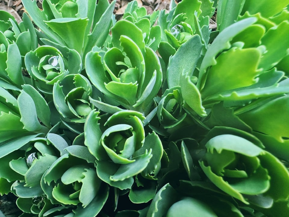 A stonecrop plant with green leaves emerging from its winter slumber!