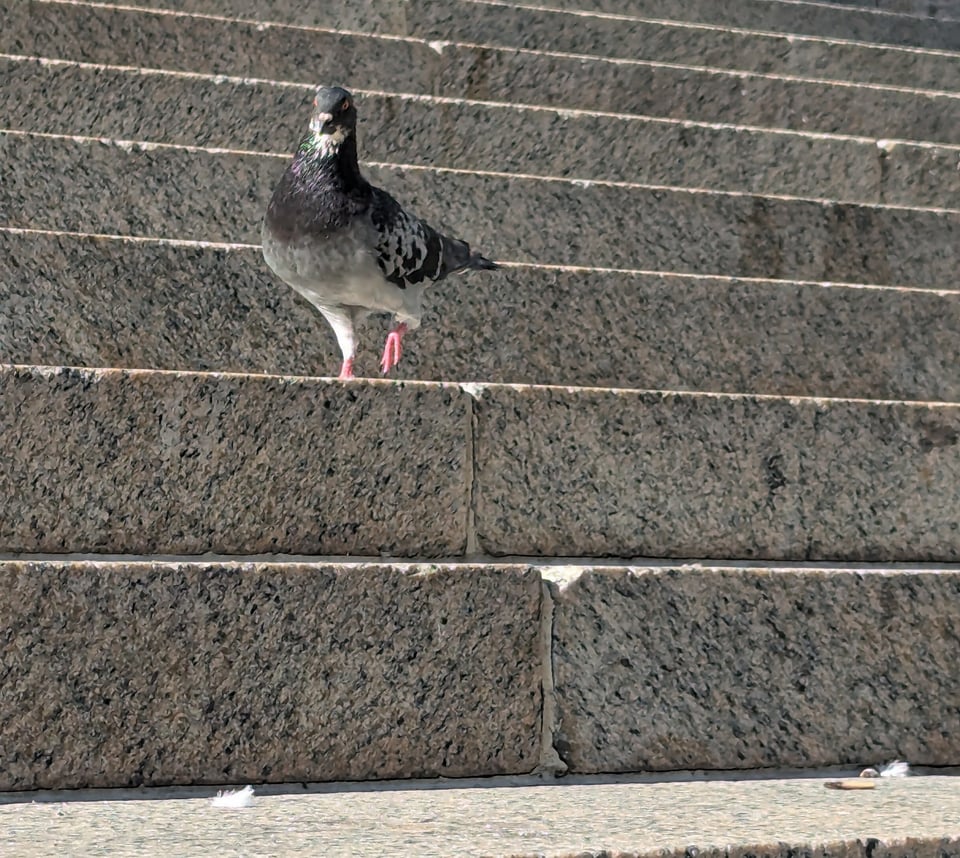 A piegon is walking on a stone staircase and the white feathers under its beak look like a beard