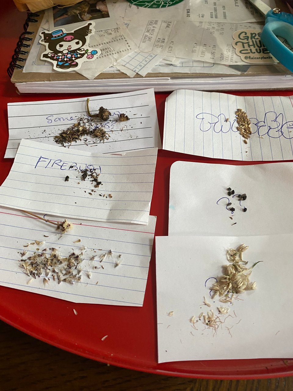 piles of seeds i have saved from wild plants