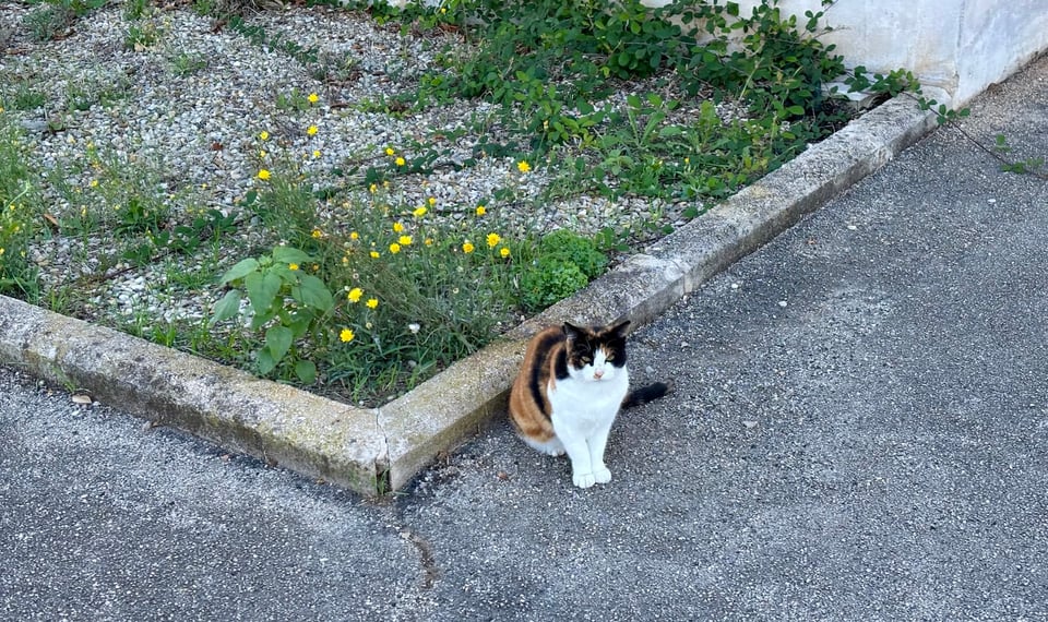 One of the calico cats around my building.