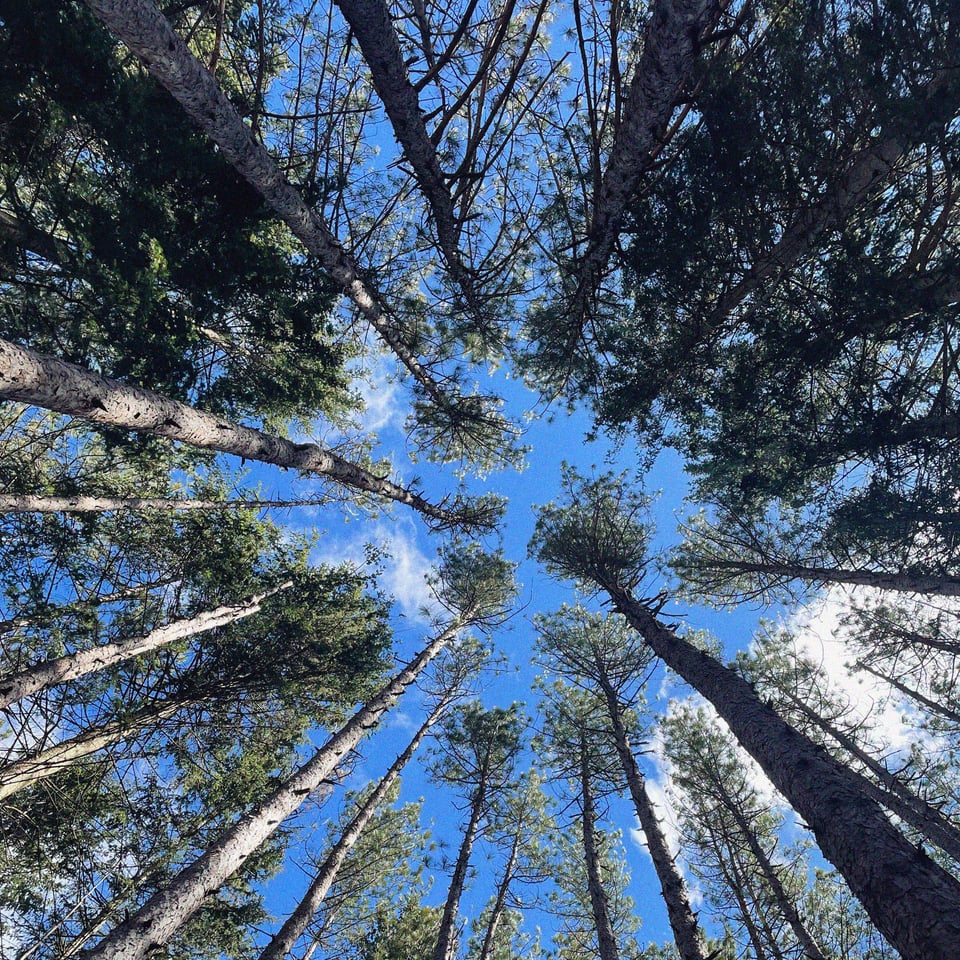 looking up into the crown of a strand of trees on a perfect blue day