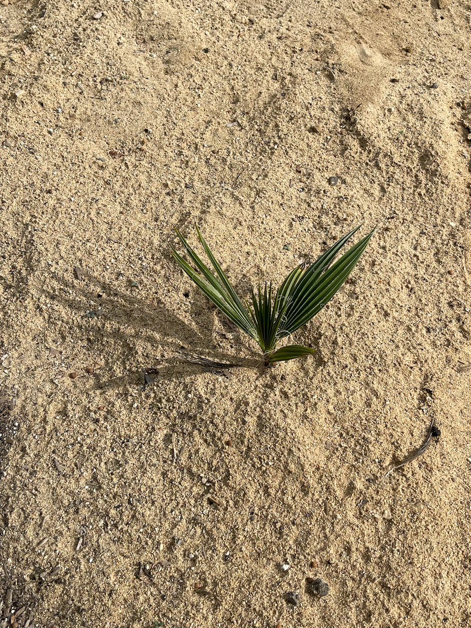 a baby volunteer palm growing in sand