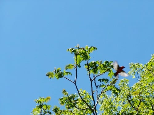 a scarlet tanager in flight from below, taking off from a branch. it's a red songbird with black wings and tail