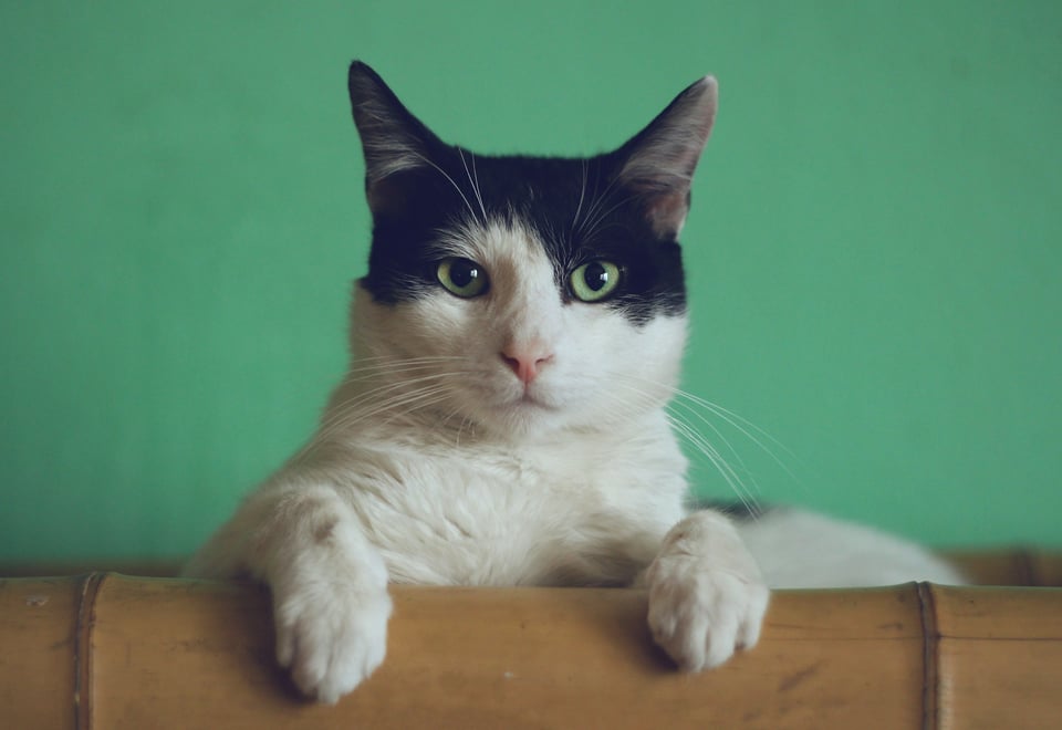Black and white cat with green eyes resting its front paws on a bamboo surface against a green background.