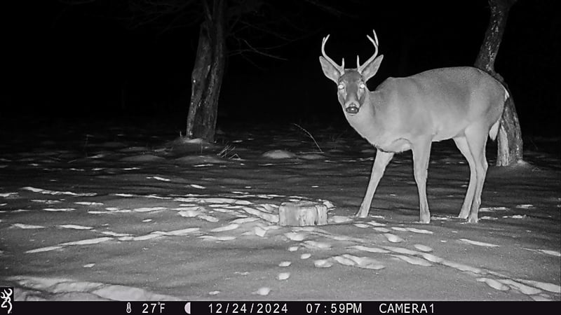 Here’s another image from Joe Kirkwood’s trail cam, captured on Christmas Eve. This hale and handsome buck survived the hunting season — last year’s, at least.