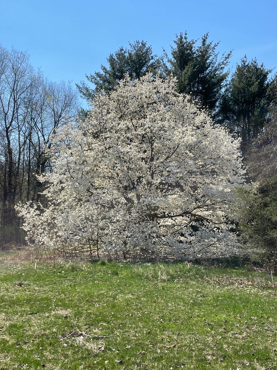 A large tree with white flowers, seen on a sunny day against a bright blue sky.