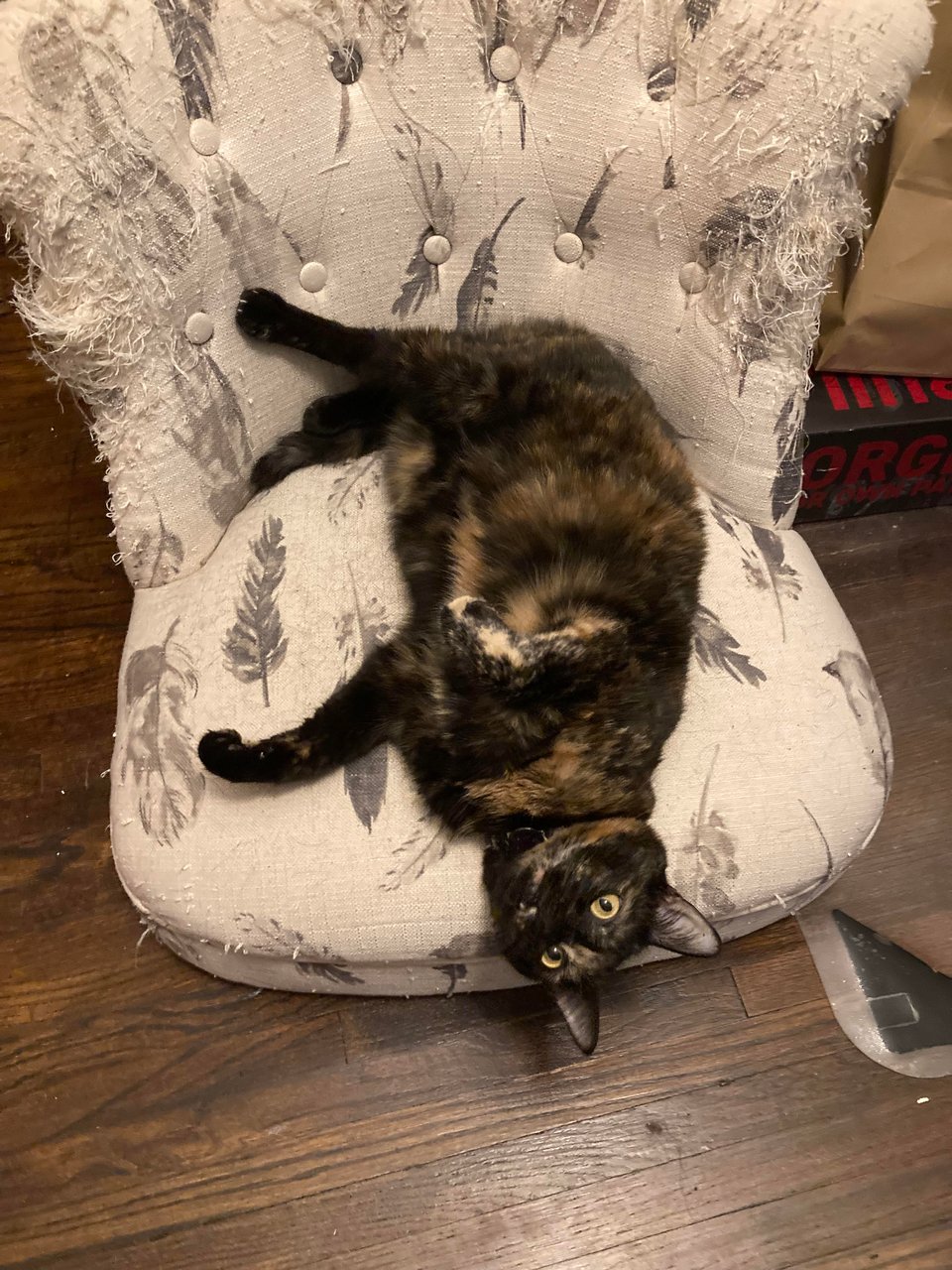 A tortoiseshell cat on a stuffed chair, the chair has clearly spent a while as a scatching post. The cat is in a playful pose, upside down with her yellow eyes clearly visible.