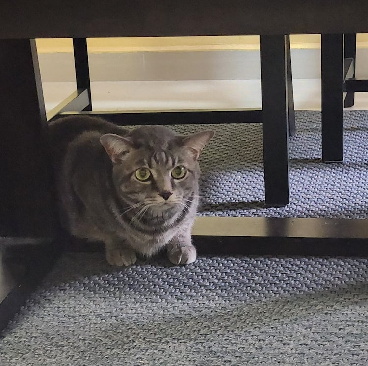 A photo of Luca under a bench