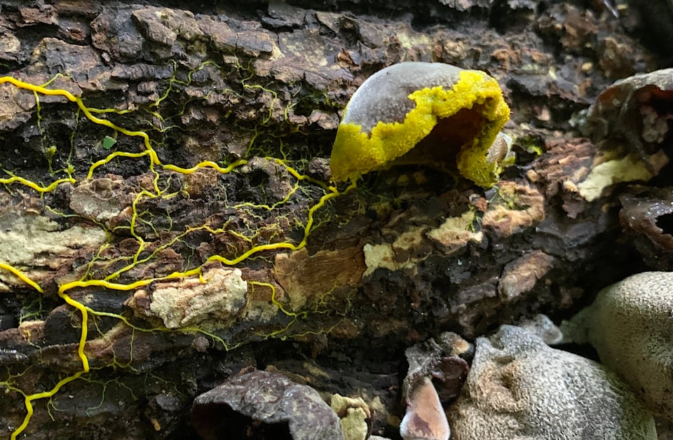 [A bright yellow slime mold branches out and spreads across decaying wood. At this stage (plasmodium) it isn’t possible to visually identify them to species, but Badhamia seem to have an appetite for wood ear fungi. B spent a few days consuming these ones.]