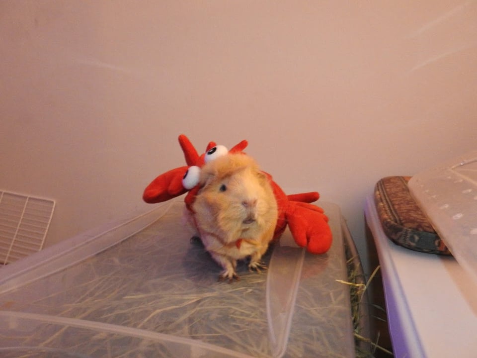 Clouet, a blonde guinea pig, is wearing a little red crawfish costume