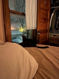 Nettle (dark grey tabby cat) sitting on Nola's bed, looking up through a twilight window at falling snow