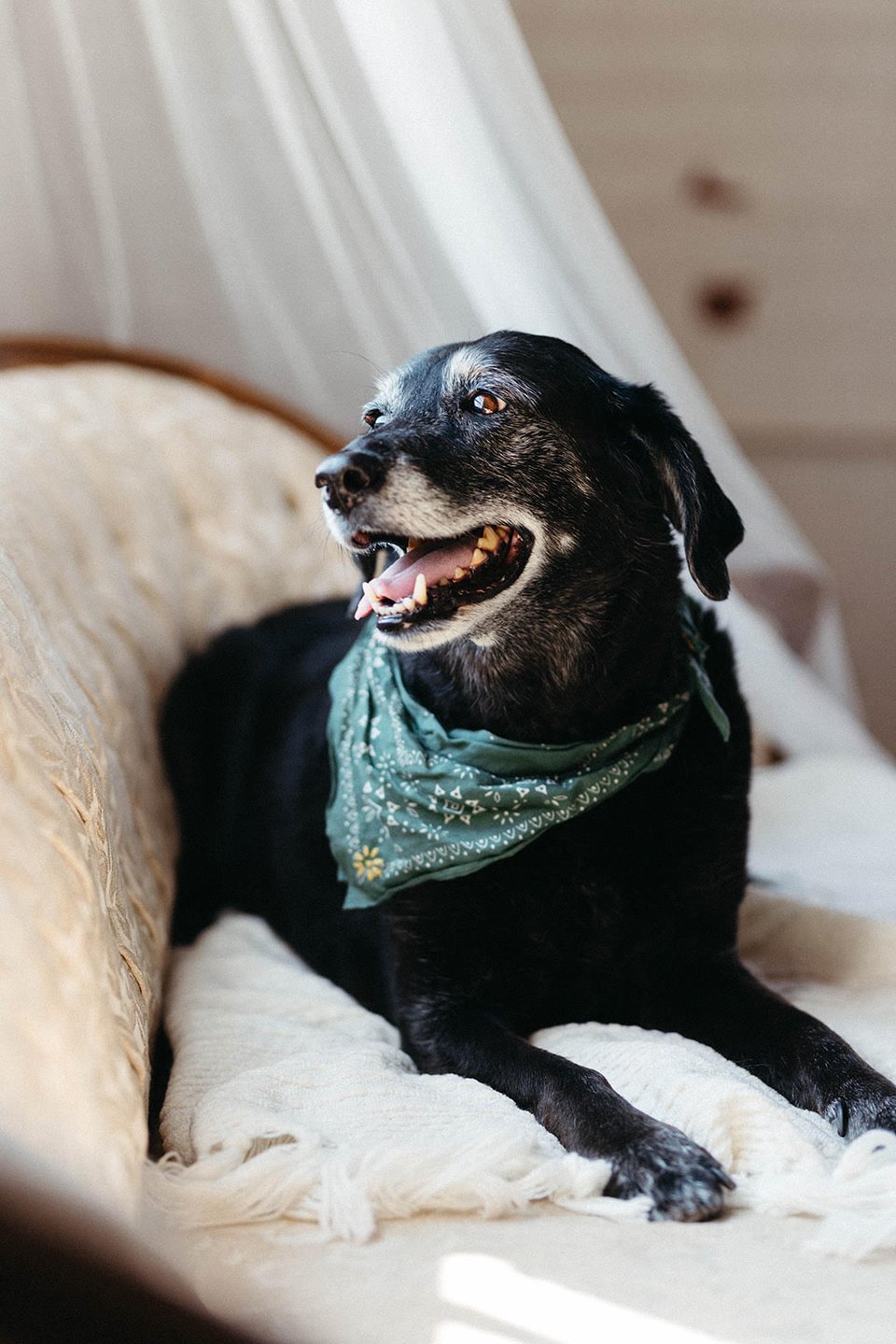 a dog wearing a bandana