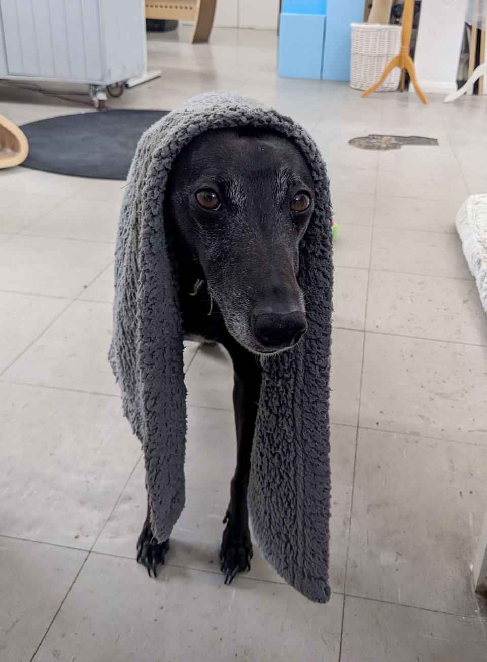 picture of black whippet, face on, with a blanket around her head