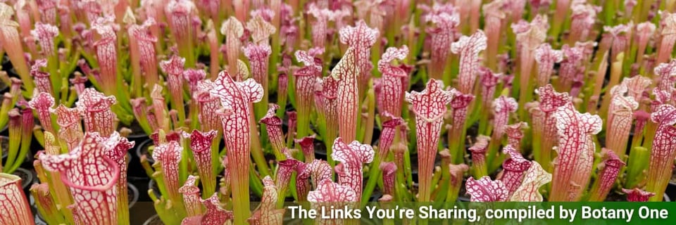 Lots of garish looking sarracenia trumpets, standing around like someone has thrown a convention for killers.