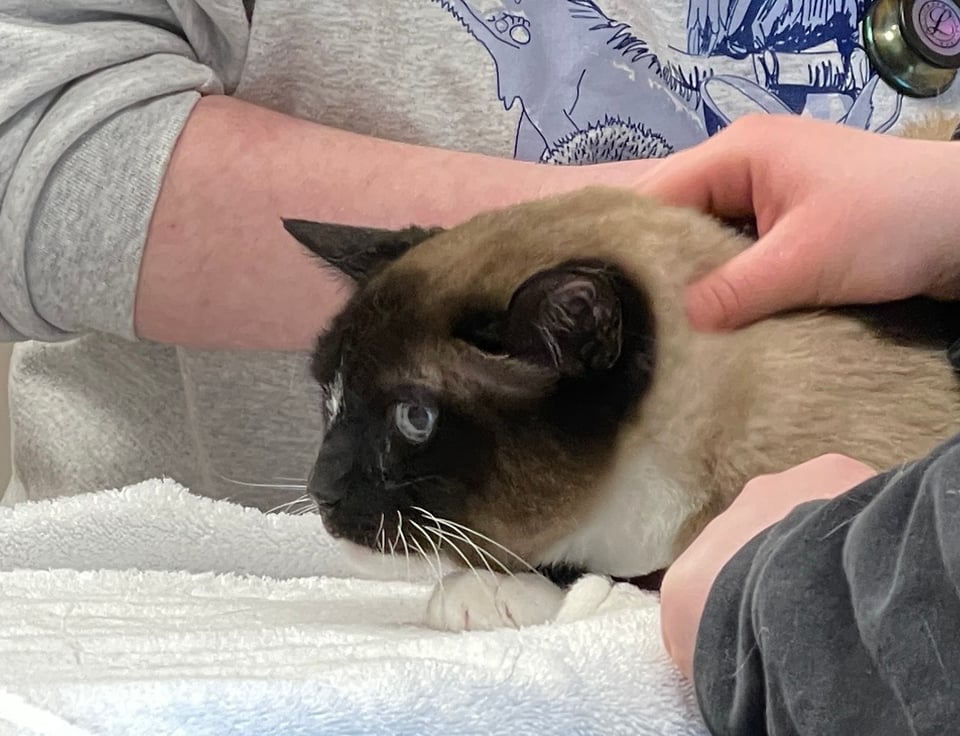 A closeup of Monte (aka Timelord Cat) as he is being poked and prodded by the hands of two white people. Monte is a seal-point snowshoe Siamese-mix cat with a sable face, toasty brown back, bright ice-blue eyes, and a white forehead star, chin, chest, whiskers and paws.