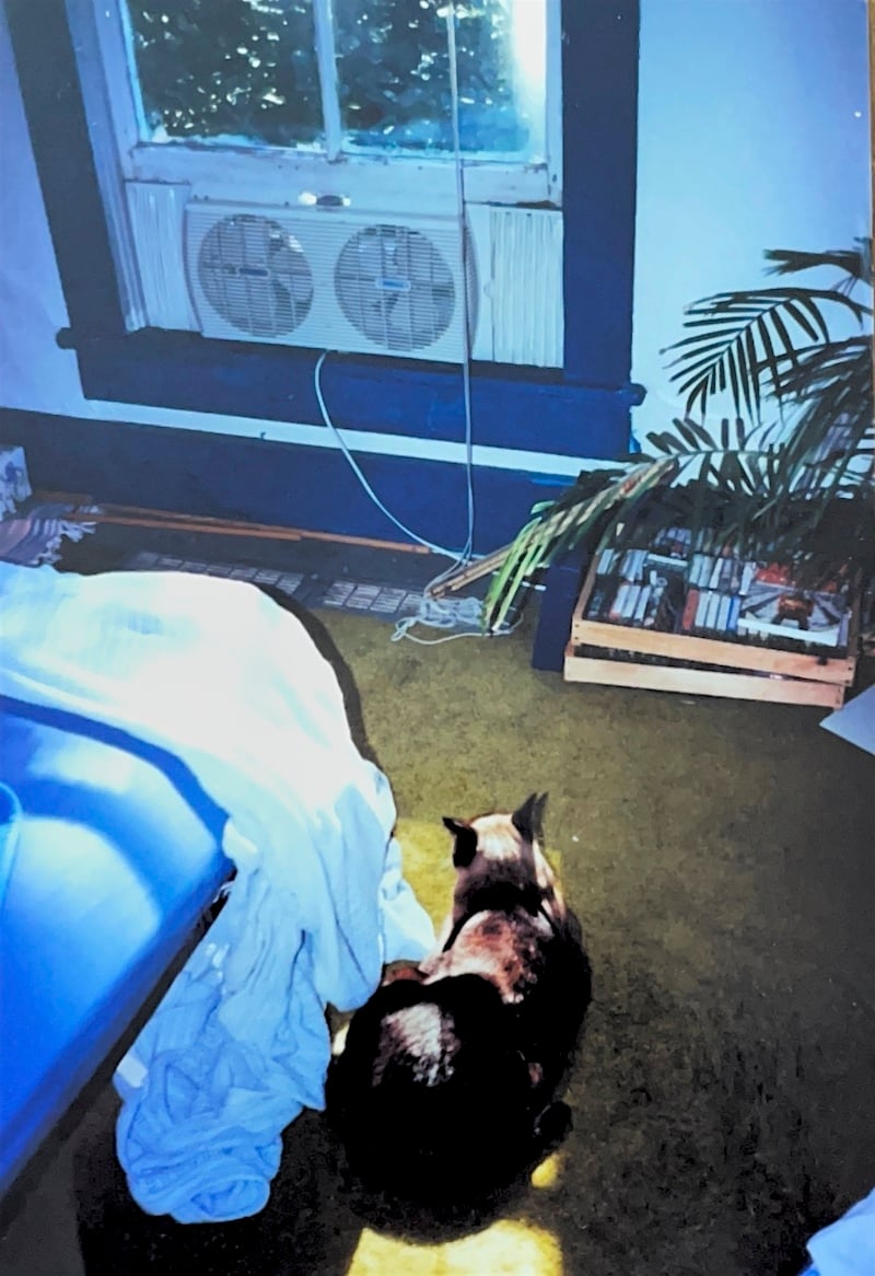 A corner of a bedroom, with a green carpet and bed linens, edge of a futon bed, a large Siamese cat loafing on the carpet, a window with a box fan, and wooden cassette tape holders on the floor. A small palm tree is peeking in on the right. 