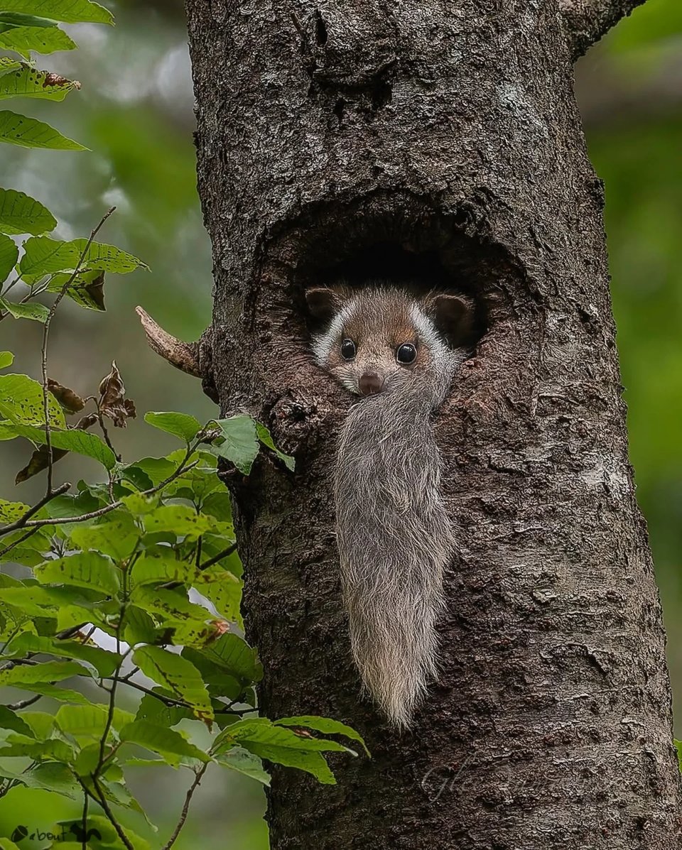 A Japanese flying squirrel