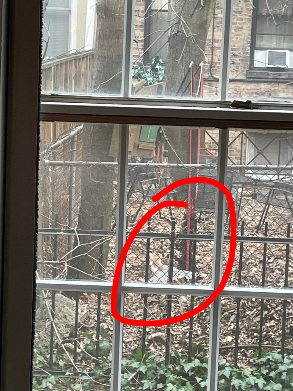 Timmy in the neighbor's yard