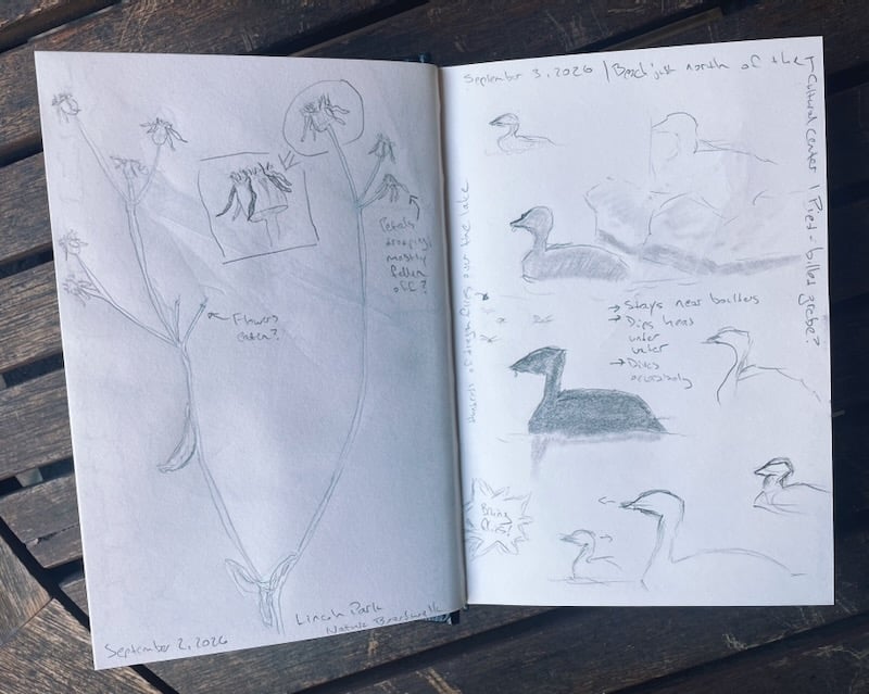 A nature journal with drawings of flowers and birds.