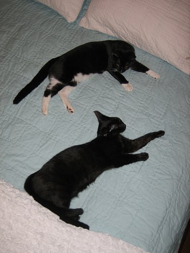 two kittens on a blue bedspread: one is tuxedo and one is black