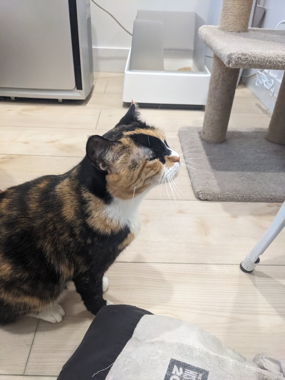A brown and orange cat in a small room next to a tan and black tote bag