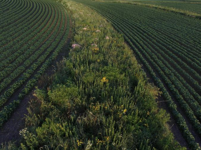 An overhead photo of a farm field, showing a thin strip of wild flowers and tall grasses and weeds stretching off away from us and towards the horizon. On the left and right of the strip are, in contrast, rows of neatly planted crops