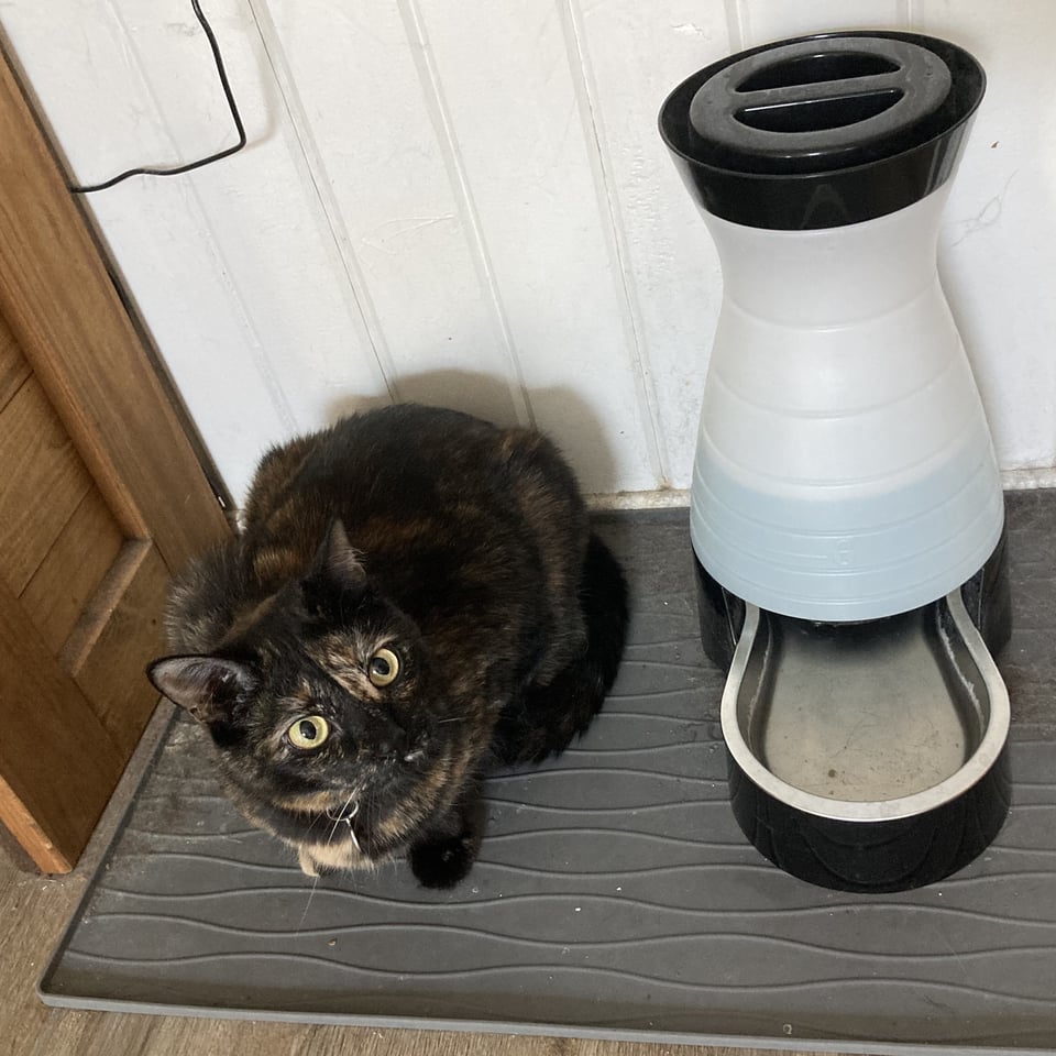 A small tortoiseshell cat is crouched on a mat next to a water dispenser.