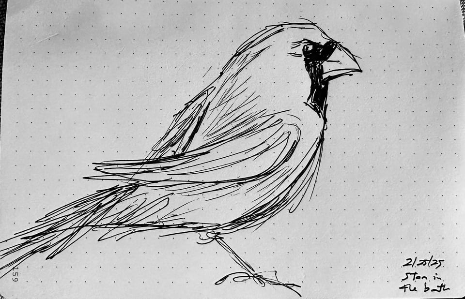 quick pen sketch of a cardinal in profile