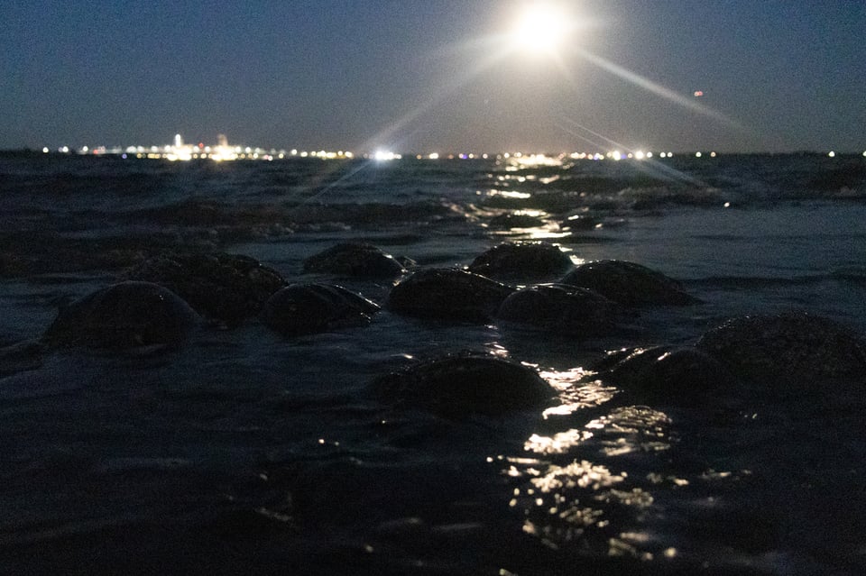 a landscape shot of horseshoe crabs on the shore under moonlight