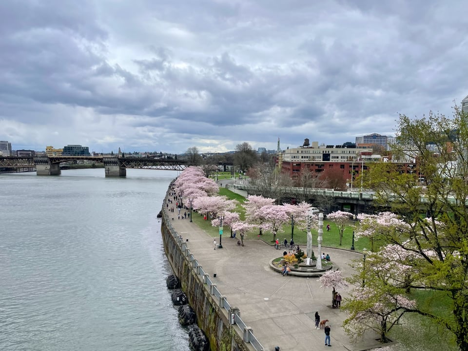 a view down to the cherry blossoms from the Steel Bridge