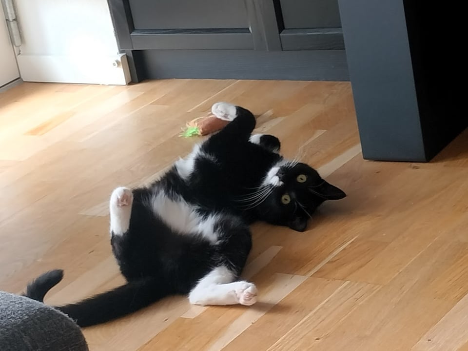 yosh: the SCOAT (silliest creature of all time)