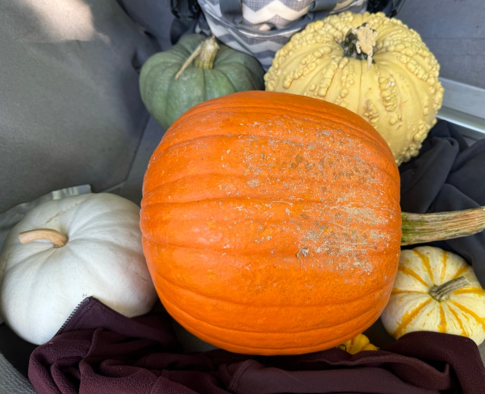 A group of colorful pumpkins in the trunk of a car, padded with clothes and soft items
