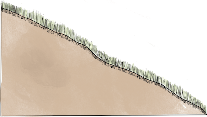 An illustration of the root system of turf grass planted on a slope.