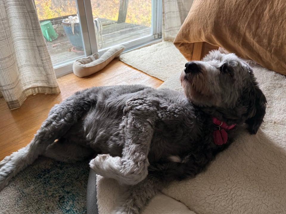 photo of fluffy gray aussiedoodle lying on a dog-bed, looking up at someone resentfully about being asked to go downstairs for a grooming