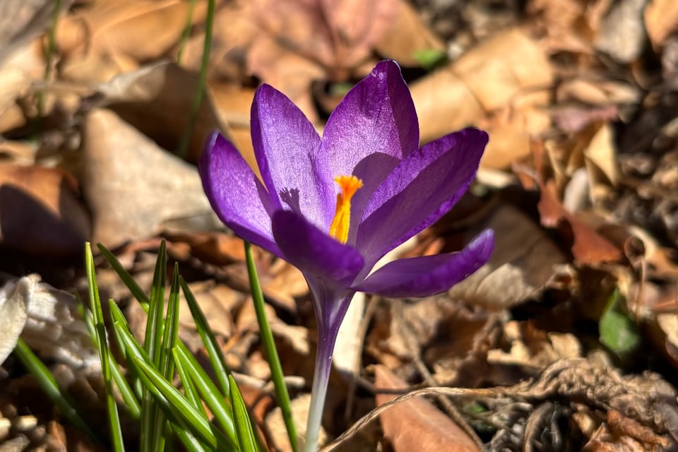close-up of a purple crocus