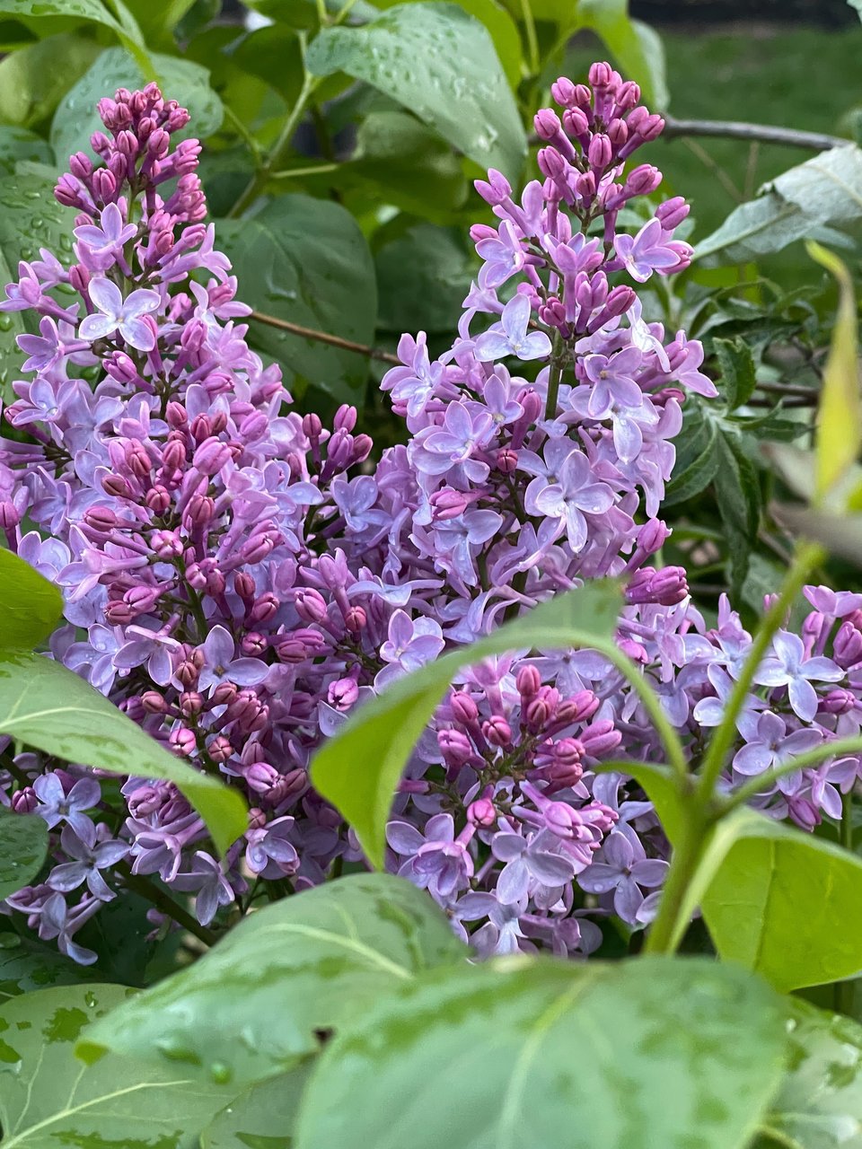 Two full lilac spikes in partial bloom, in shades of lavender blue and dark pink. Behind some out of focus leaves, three other smaller spikes can be made out.