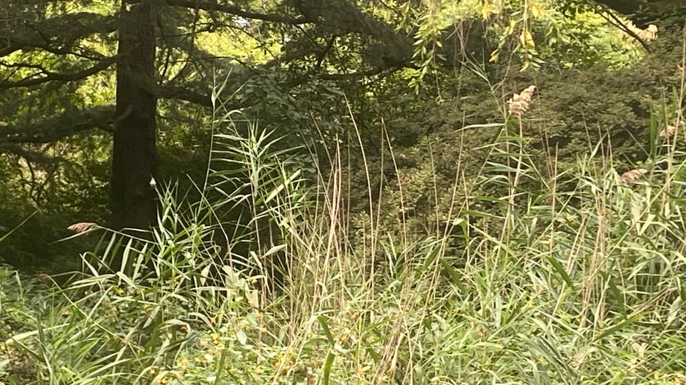 another photo of the same hummingbird on a reed, this time with her long slender beak pointed to the sky