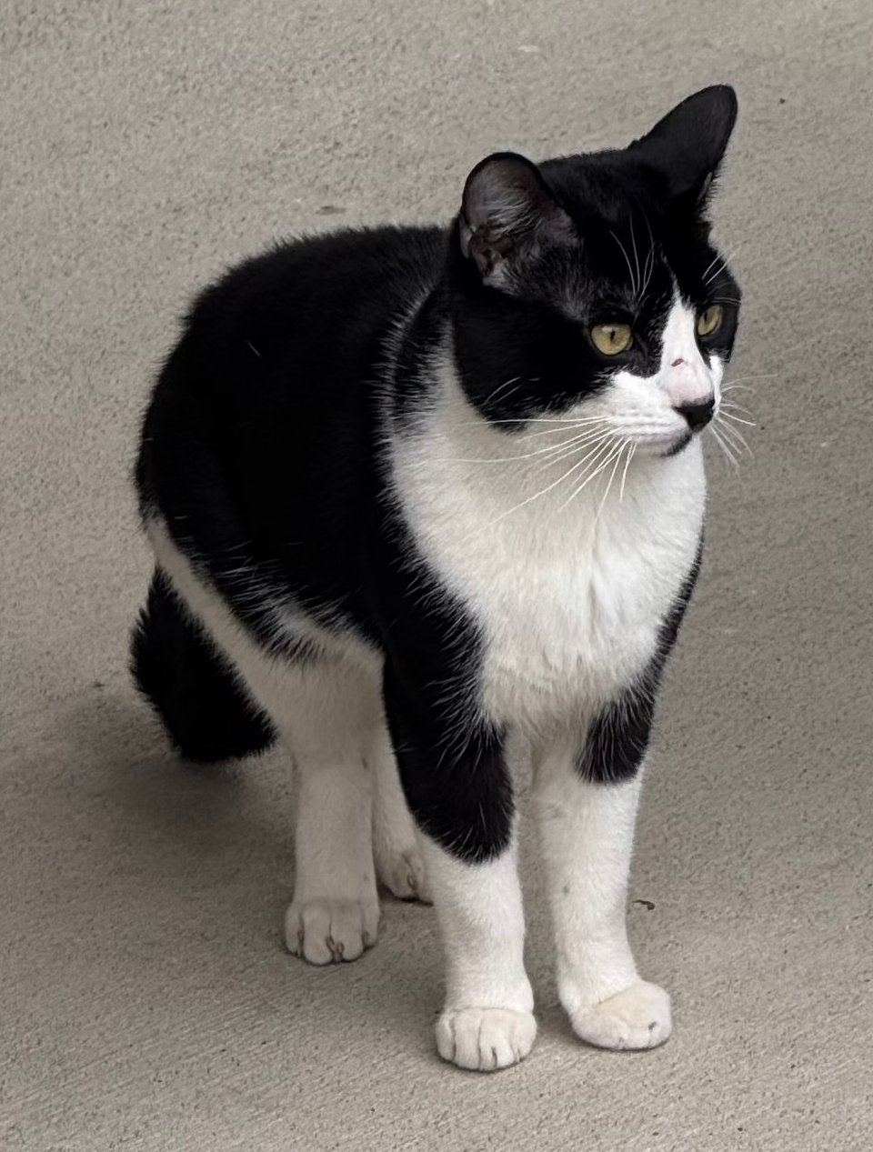 Found cat, looking a bit anxious