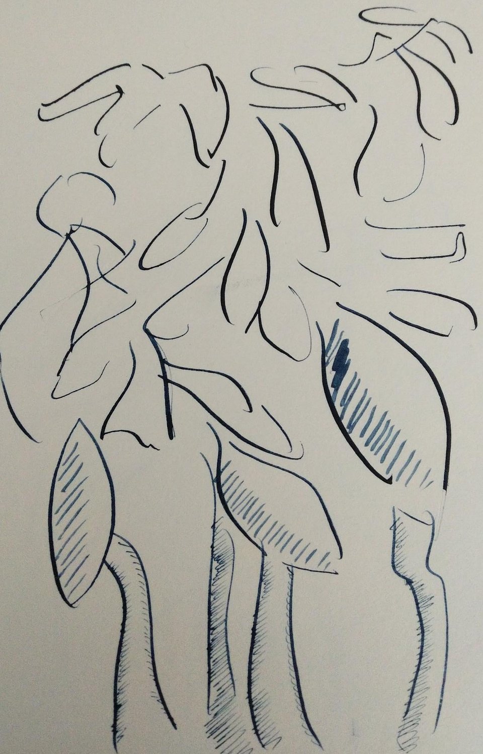 Container garden: Zebra G, Kakimori Toppuri