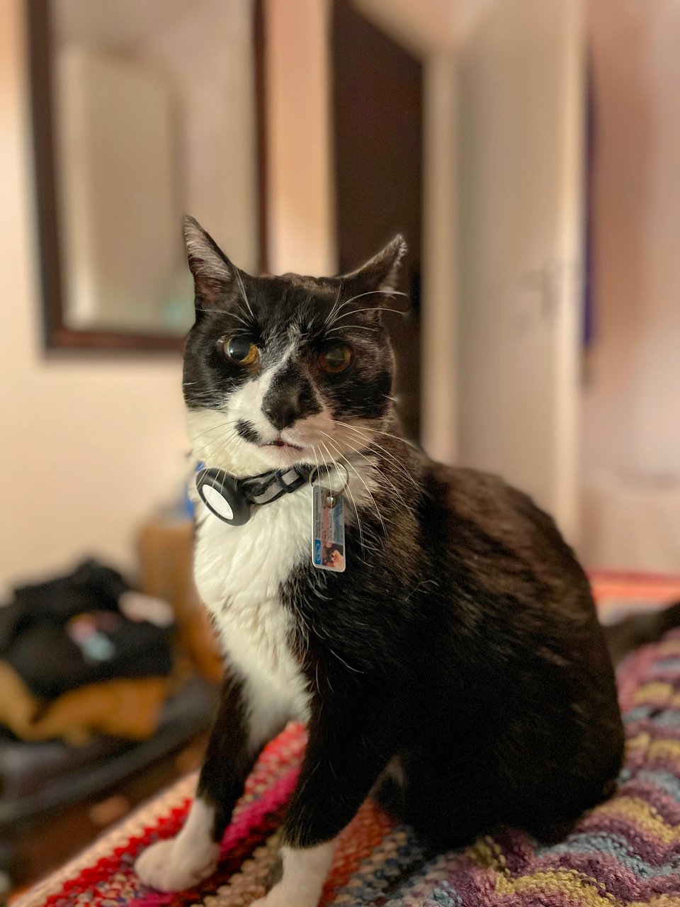 Black and white tuxedo cat sits on a bed, looking at the camera with a slightly pissed off opinion.