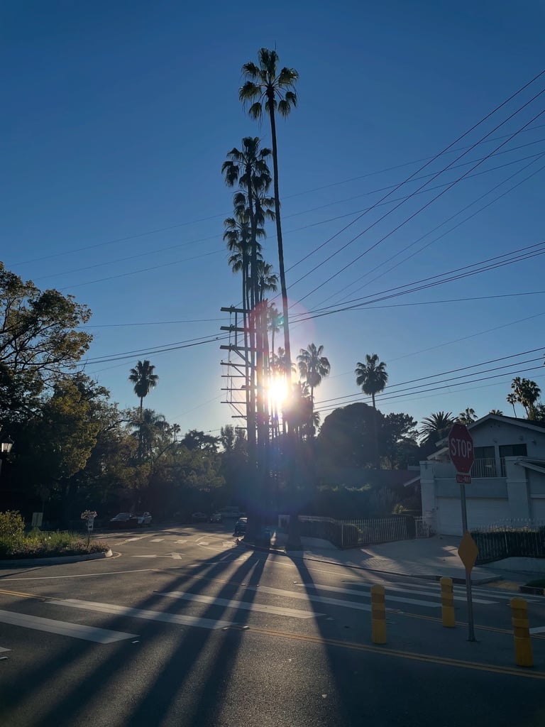 A residential street in Los Angelese. The road curves gently. Tall palm trees stand in the dusk sky. The setting sun peeks between the palm trees and casts an explosion of shadows across the street