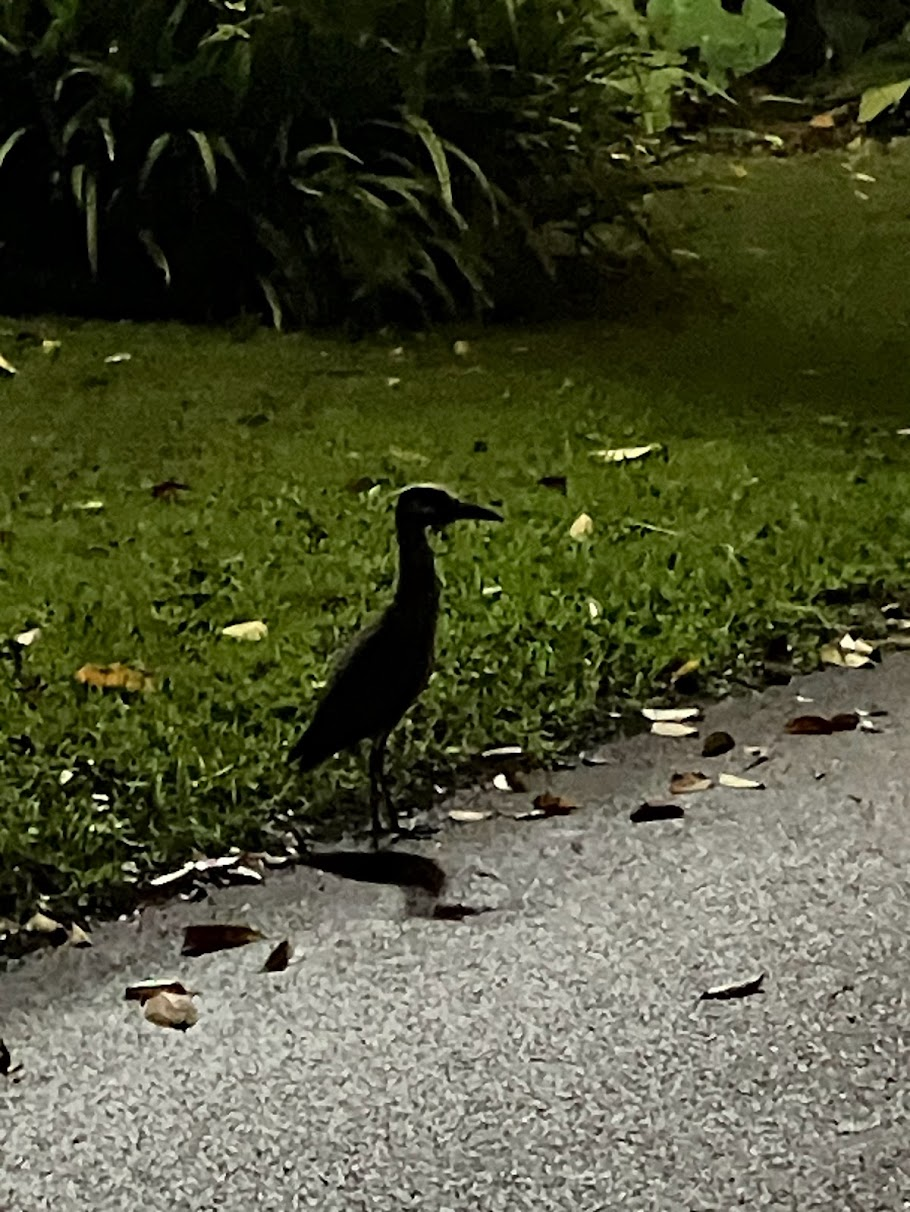 Unknown bird wandering around neighborhood
