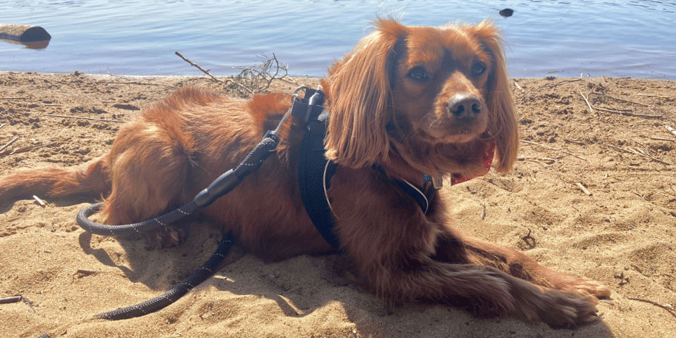 Radio lies on a beach.