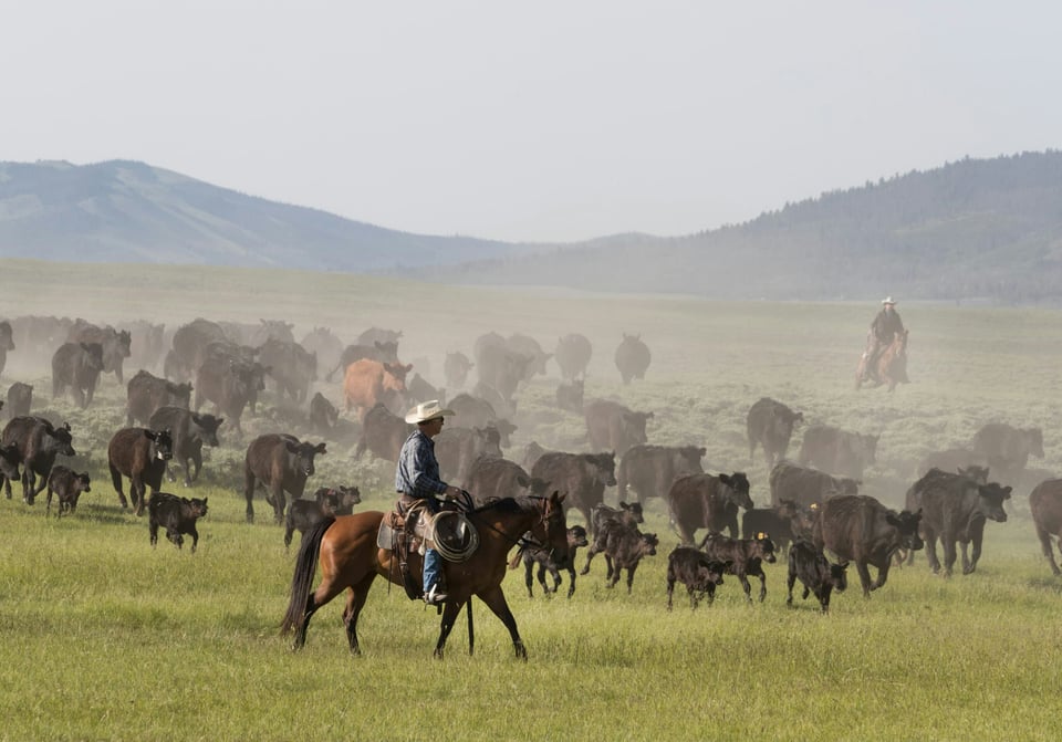 A rancher in a white cowboy hat in the foreground rides his horse to corral black cattle on a grassland.